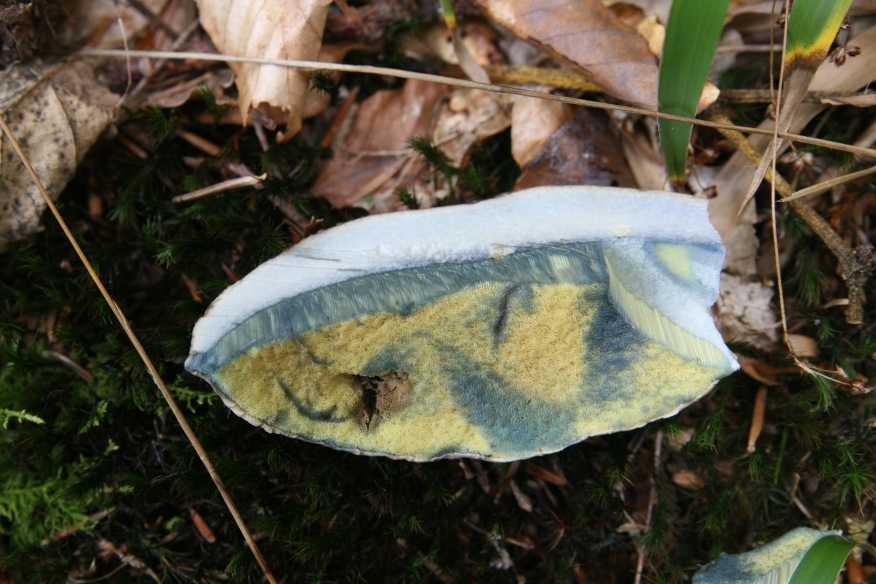 Boletus non identificato dalla Foresta Nera